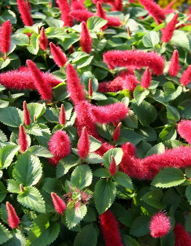 7 Bunga Hias Gantung yang Cocok Untuk Taman Kecil di Rumah CASA Indonesia