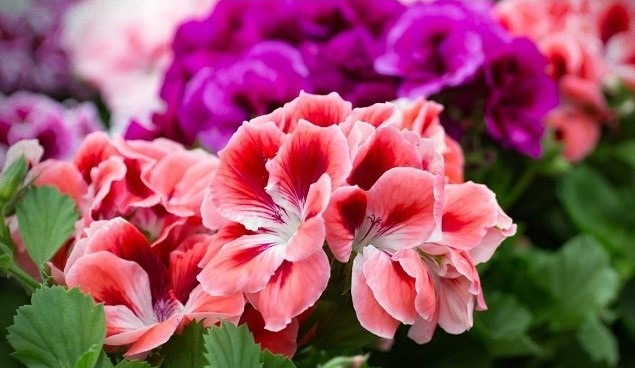 7 Bunga Hias Gantung yang Cocok Untuk Taman Kecil di Rumah CASA Indonesia