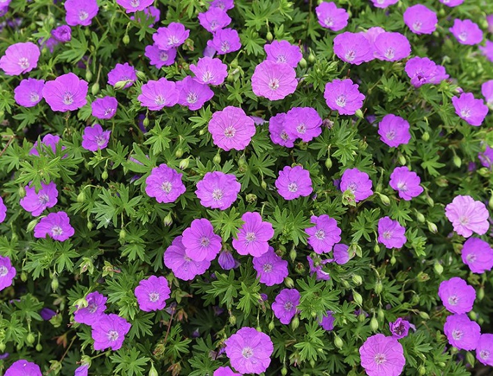 7 Bunga Hias Gantung yang Cocok Untuk Taman Kecil di Rumah CASA Indonesia