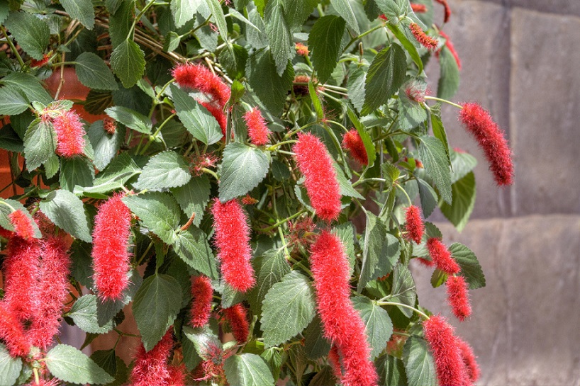 7 Bunga Hias Gantung yang Cocok Untuk Taman Kecil di Rumah CASA Indonesia