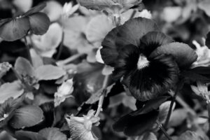 5 Tanaman Hias Berdaun Hitam Yang Unik Dan Cantik!