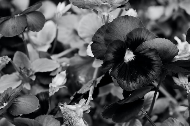 5 Tanaman Hias Berdaun Hitam Yang Unik Dan Cantik!