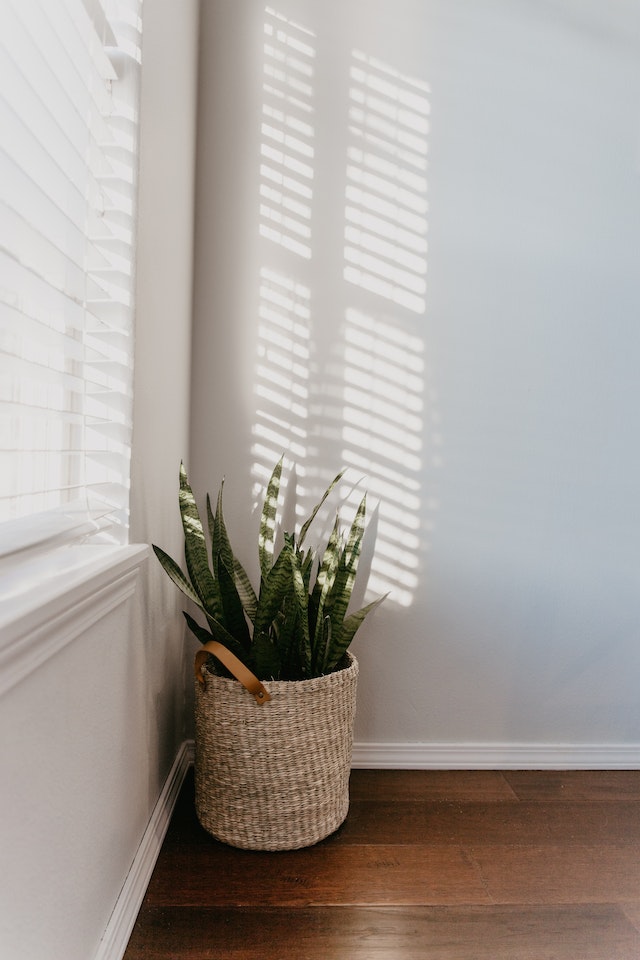 Bikin Rumah Sejuk, Ini 8 Tanaman Hias Penyerap Panas Ruangan