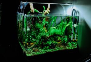 Cara Buat Aquascape Sederhana untuk Pemula, Ternyata Mudah!