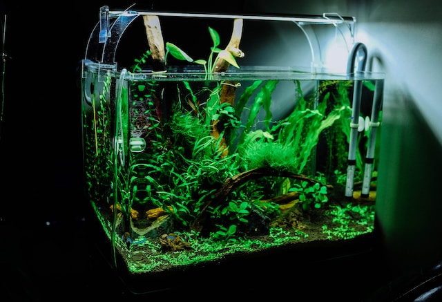 Cara Buat Aquascape Sederhana untuk Pemula, Ternyata Mudah!