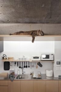 Hunian Multifungsi antara Manusia dan Kucing