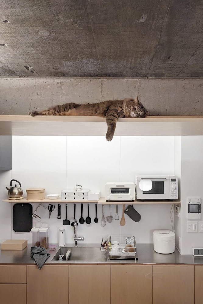 Hunian Multifungsi antara Manusia dan Kucing