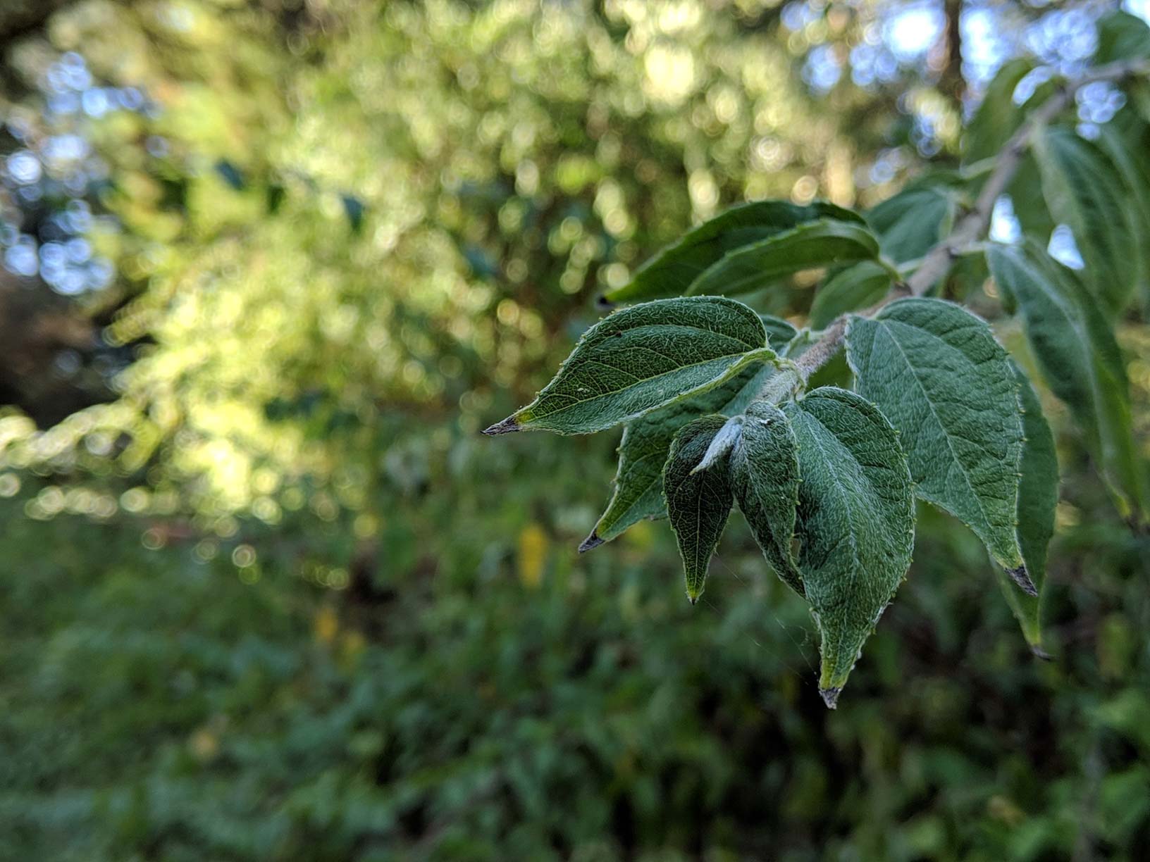 Pixel 3, Smartphone Android Terbaik dari Google