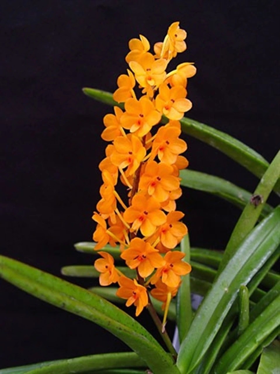 Jenis Anggrek Kebutan