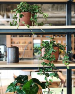 10 Tanaman Indoor Cantik yang Bisa Ditaruh Mana Saja