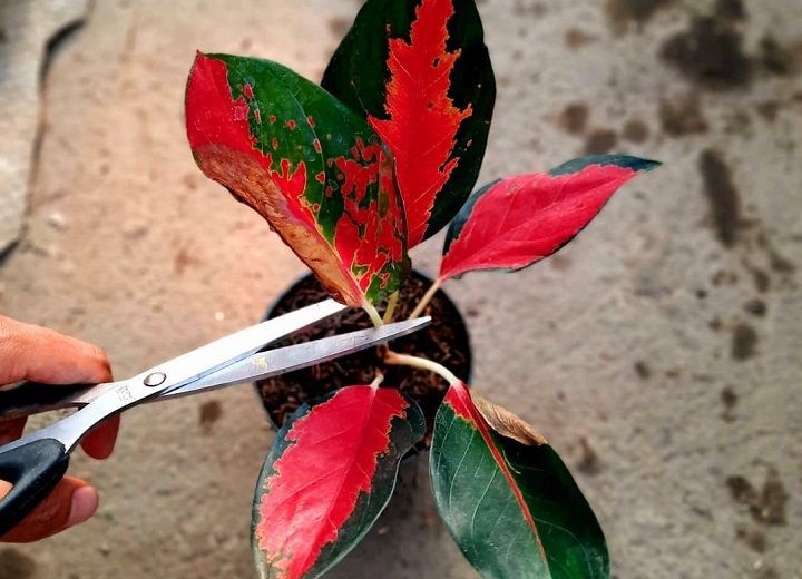 Sangat Mudah! Ikuti Cara Menanam dan Merawat Aglaonema CASA Indonesia