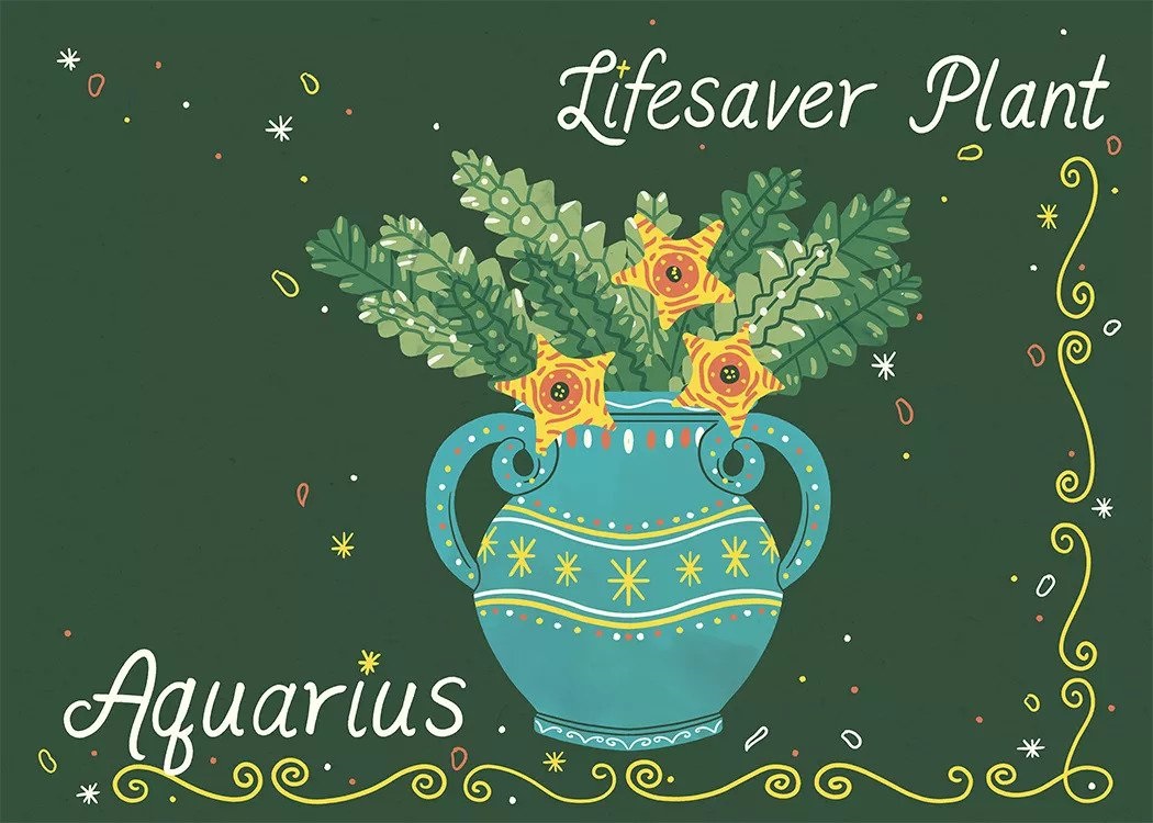 Tanaman Rumah yang Cocok dengan Zodiak Anda? Simak!