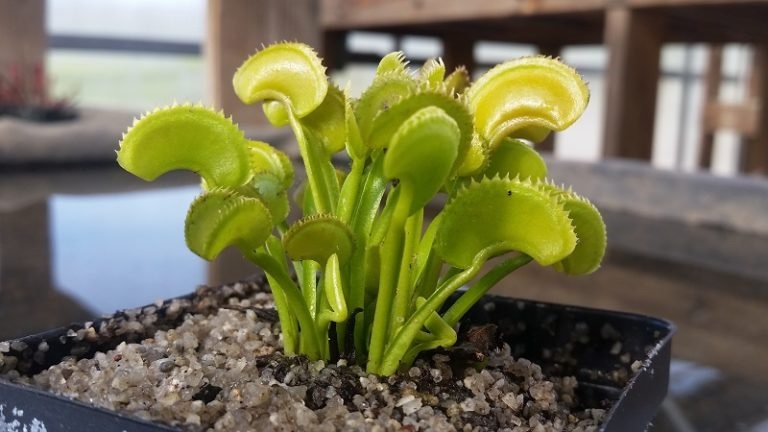 Tanaman Rumah yang Cocok dengan Zodiak Anda? Simak!