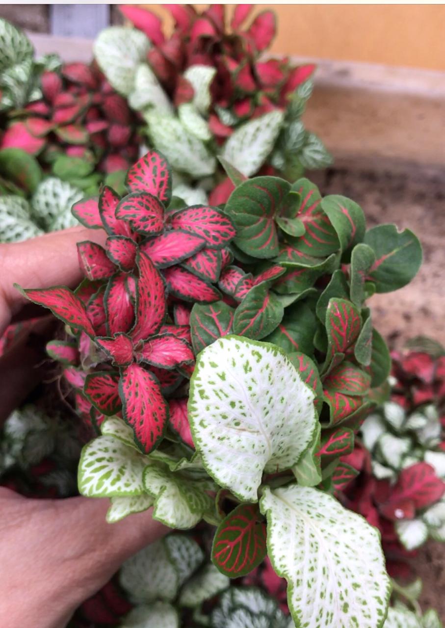 Belanja Tanaman Online Hanya di Urban Jungle! Diskon!!! casa indonesia tokopedia