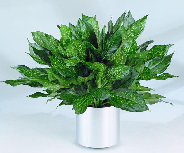 Sangat Mudah! Ikuti Cara Menanam dan Merawat Aglaonema