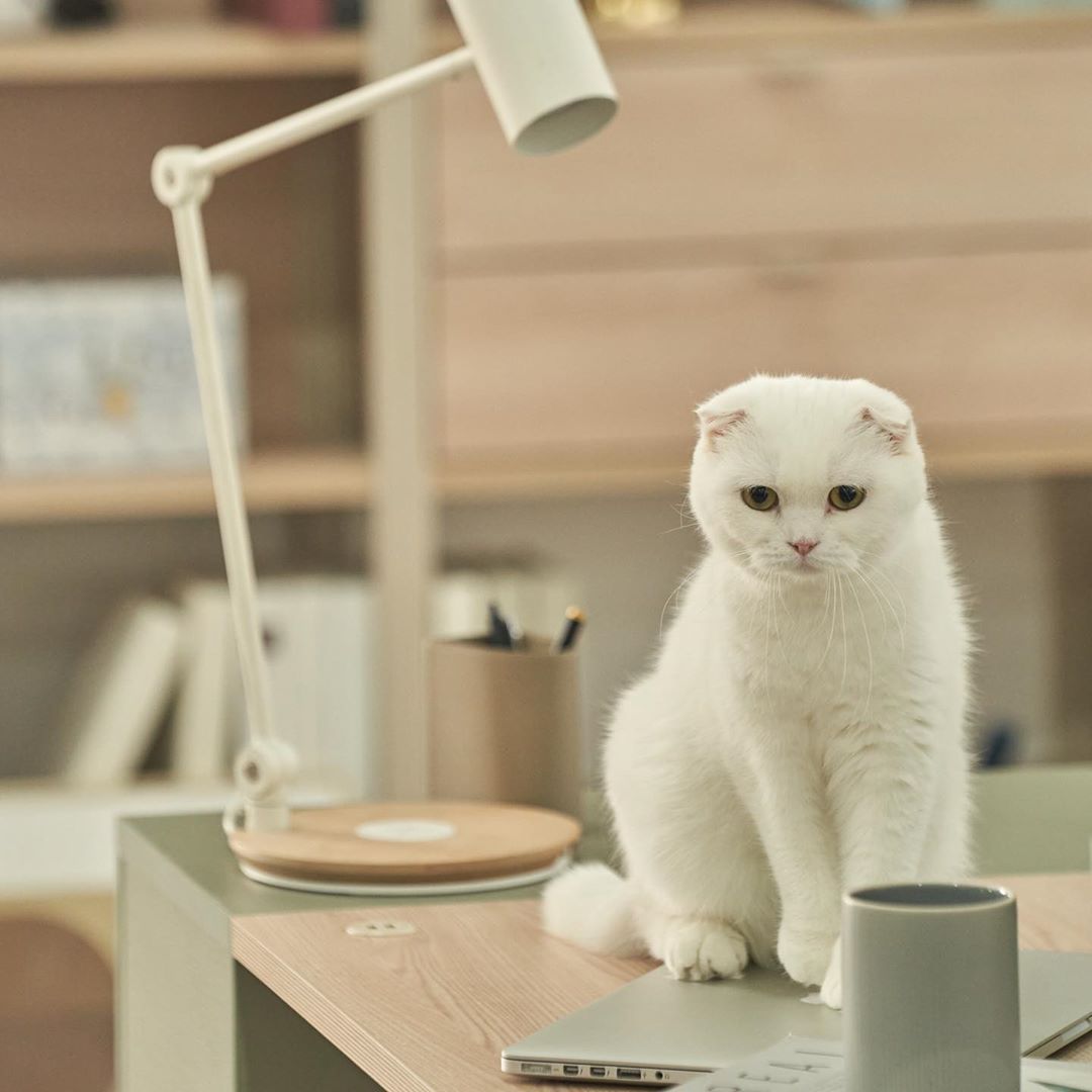 Tahu 3 Hal Ini Dahulu Sebelum Adopsi Kucing Peliharaan 1