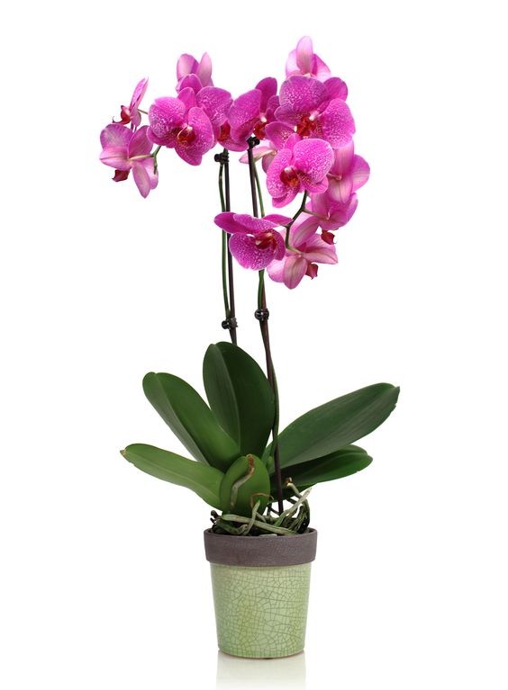 tanaman hias gantung