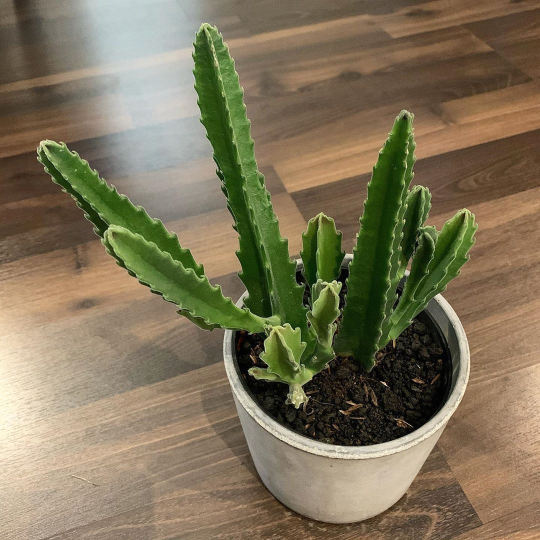 Anti Gagal! 5 Cara Menanam Kaktus Mudah di Dalam Rumah