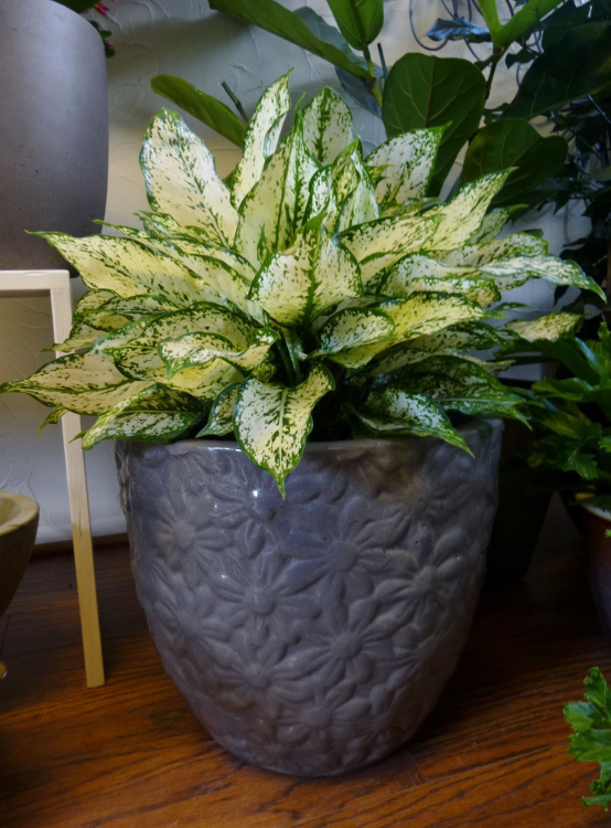 Sangat Mudah! Ikuti Cara Menanam dan Merawat Aglaonema CASA Indonesia