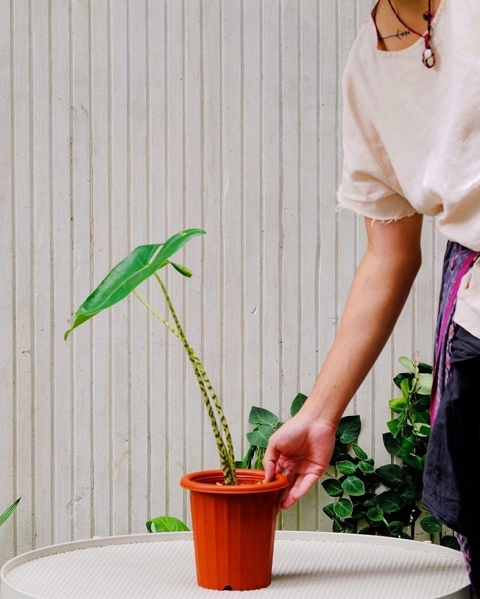 Belanja Tanaman Online Hanya di Urban Jungle! Diskon!!! casa indonesia tokopedia