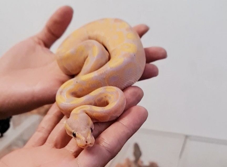 micasa by alacasa tribeca park 2022