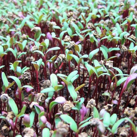 Kenali Microgreen Tanaman Unik dengan Aneka Kelebihan CASA Indonesia 3