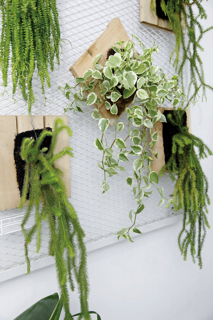 Cara Merawat Tanaman Hias Agar Selalu Segar