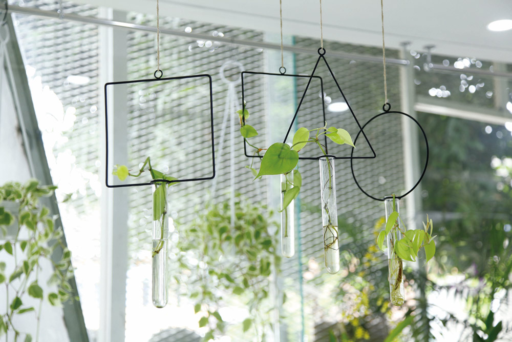 Cara Merawat Tanaman Hias Agar Selalu Segar