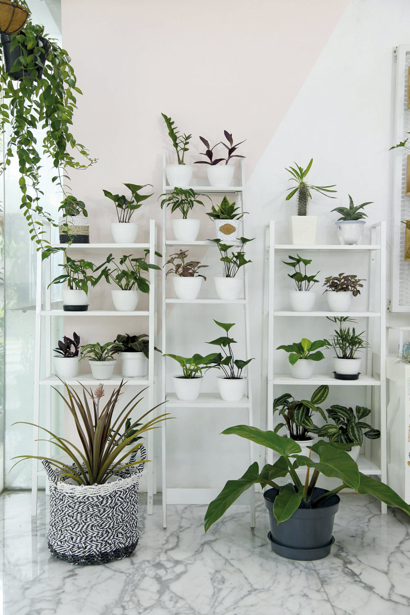 Cara Merawat Tanaman Hias Agar Selalu Segar