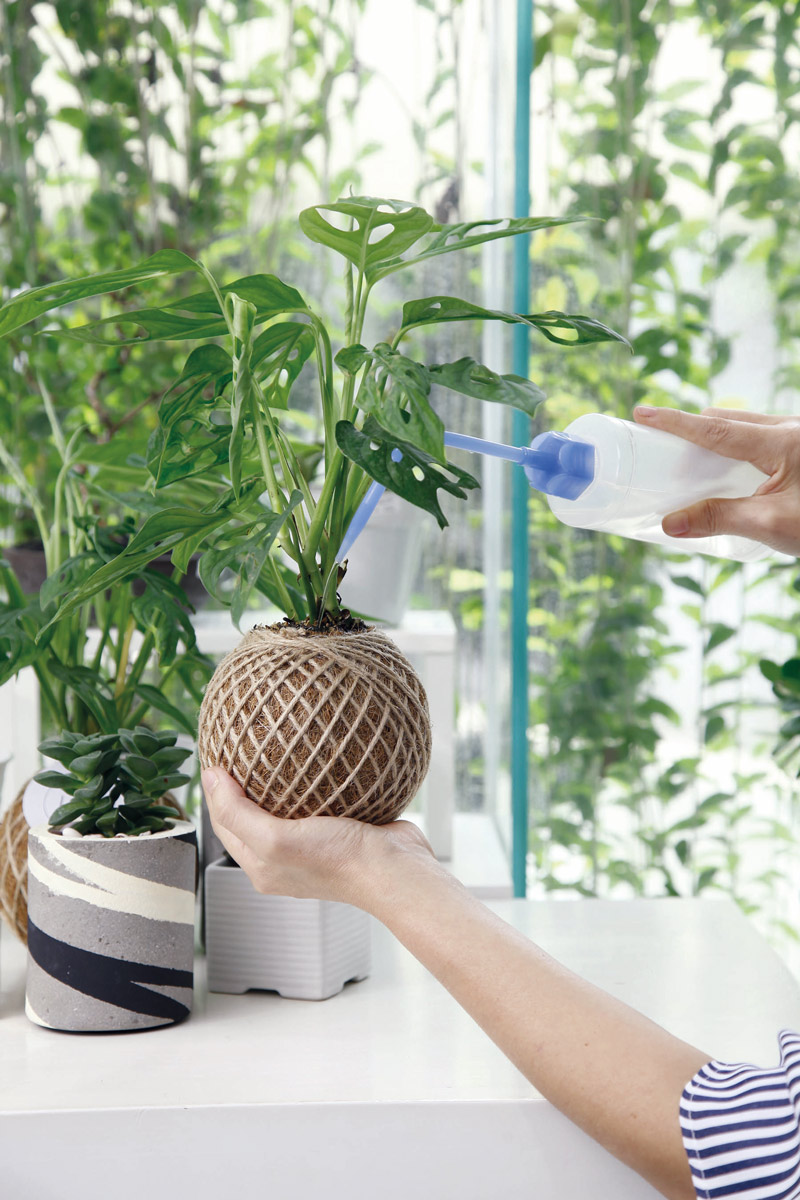 Tips Ahli: Cara Merawat Tanaman Hias Agar Selalu Segar