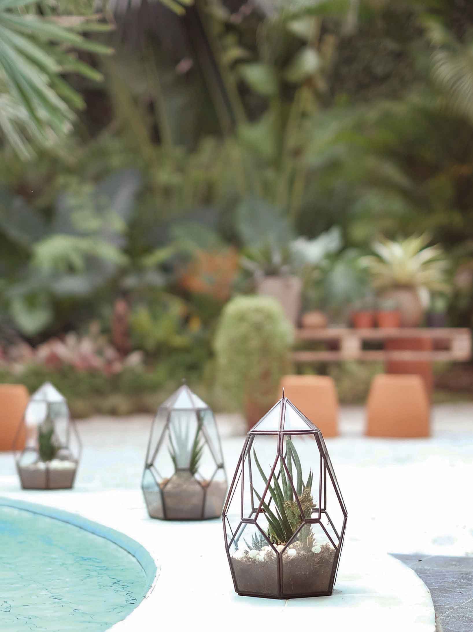 Belanja Tanaman Online Hanya di Urban Jungle! Diskon!!!