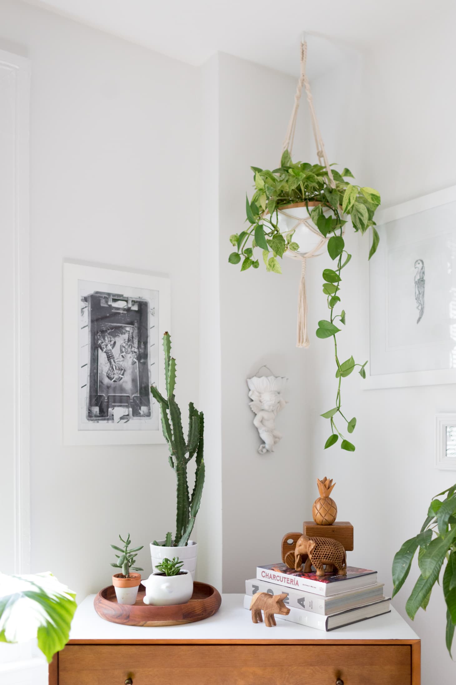 tanaman hias gantung