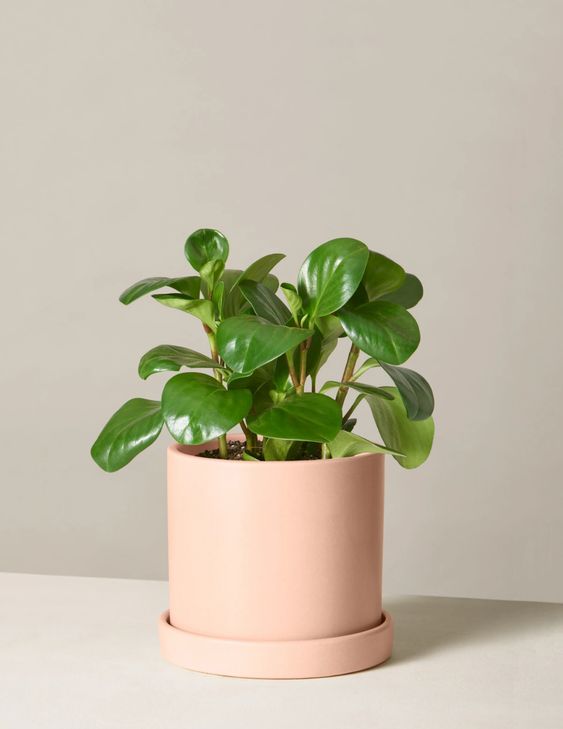 tanaman hias gantung