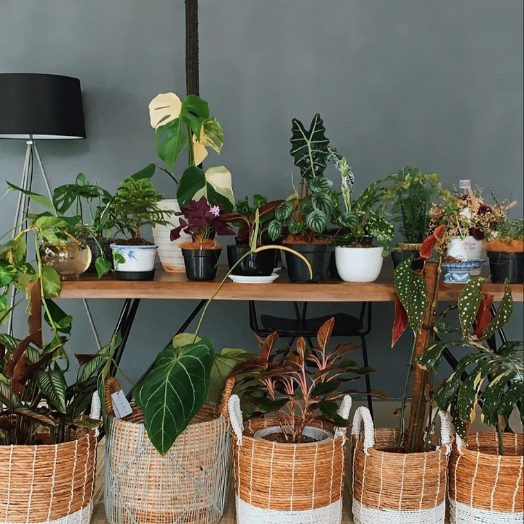 Belanja Tanaman Online Hanya di Urban Jungle! Diskon!!! casa indonesia tokopedia