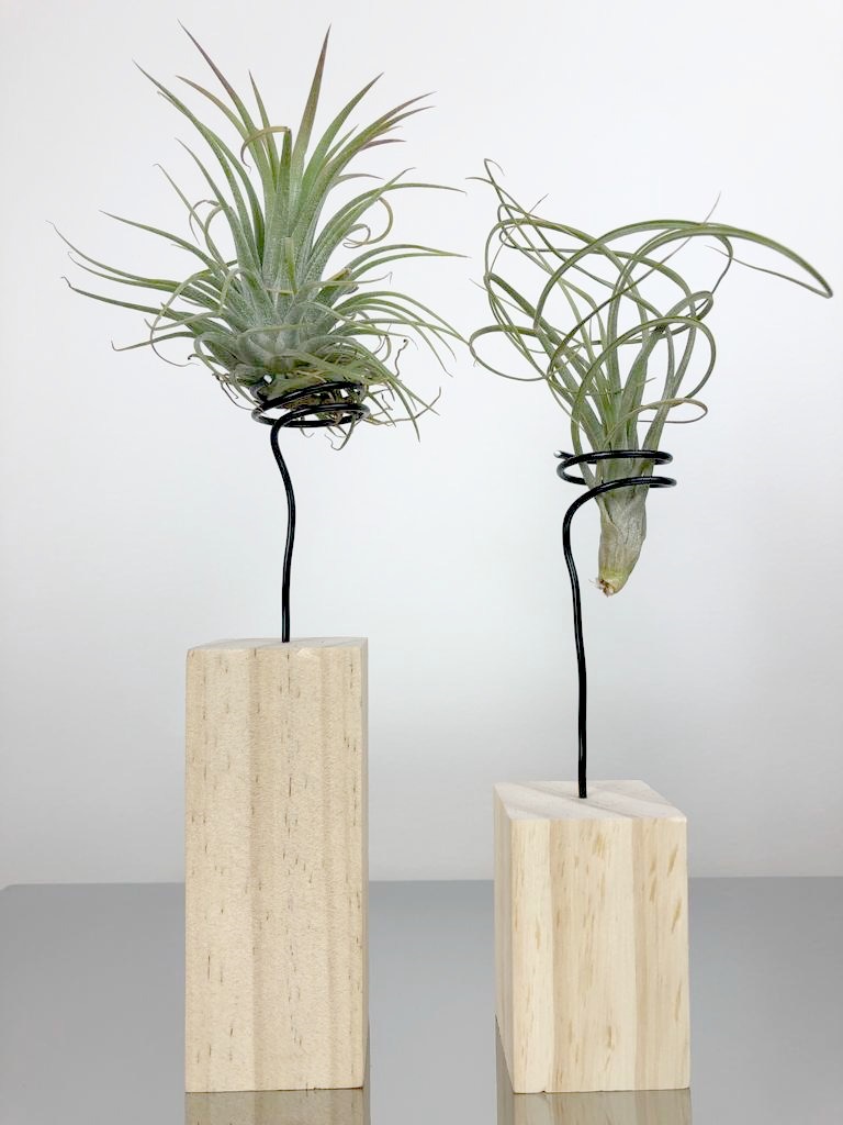 Tanaman Rumah yang Cocok dengan Zodiak Anda? Simak!