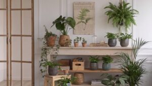 Simak Ini! Pandangan Feng Shui Mengenai Tanaman