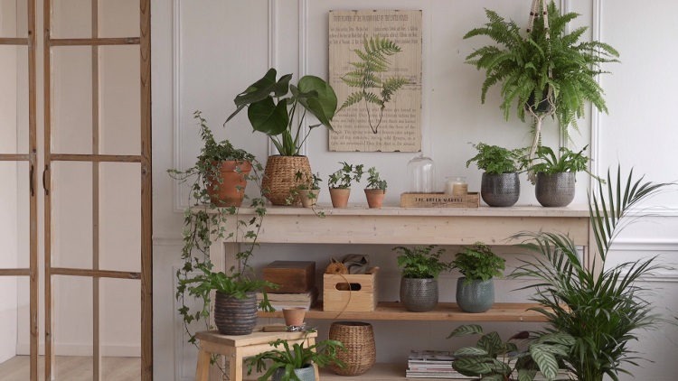 Simak Ini! Pandangan Feng Shui Mengenai Tanaman