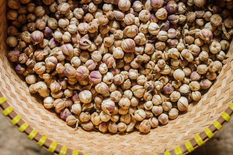 Tanaman Obat Keluarga dengan Khasiat Banyak! Apa Saja? CASA Indonesia