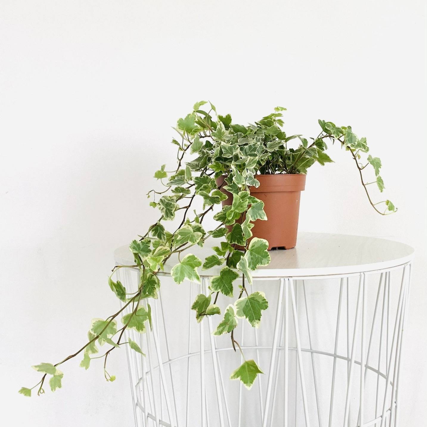 tanaman pembersih udara