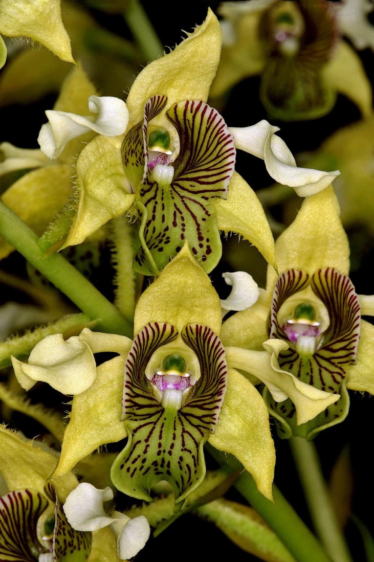 Jenis Anggrek Jamrud