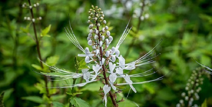 Tanaman Obat Keluarga dengan Khasiat Banyak! Apa Saja? CASA Indonesia