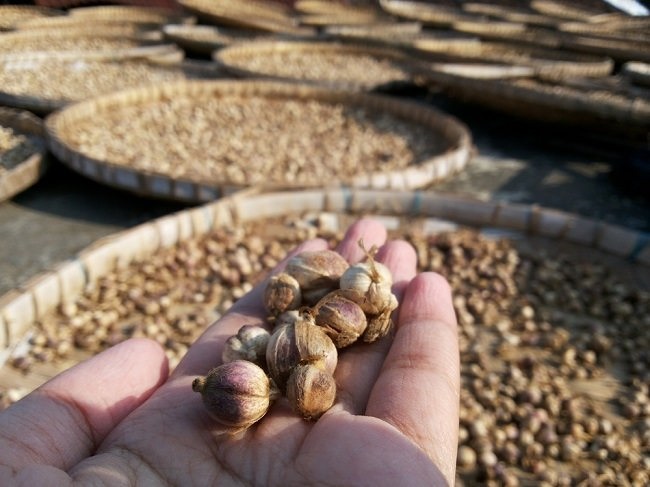 Tanaman Obat Keluarga dengan Khasiat Banyak! Apa Saja? CASA Indonesia