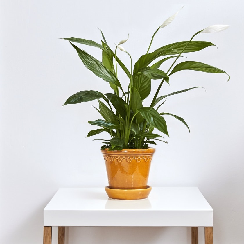 Tanaman Rumah yang Cocok dengan Zodiak Anda? Simak!