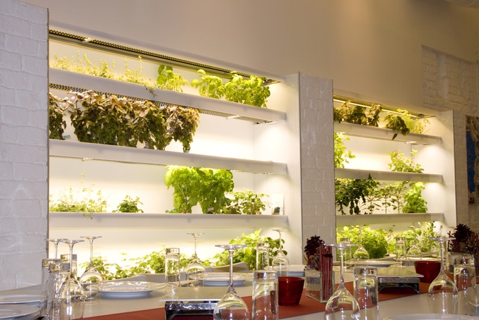 Tanaman hidroponik di restoran serta studio kelas memasak Chef Leo Wrenkh / Ponix System / Kickstarter