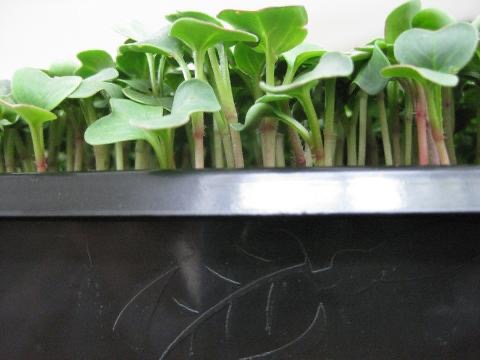Kenali Microgreen, Tanaman Unik dengan Aneka Kelebihan!