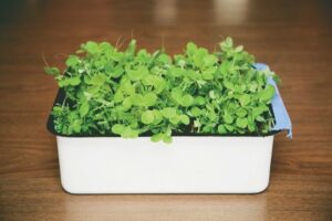 Kenapa Tanaman Microgreen Dikenal Hebat? Ini Alasannya!