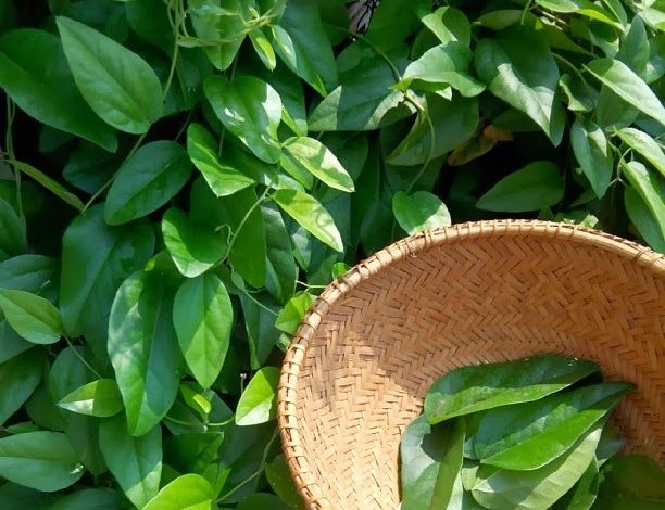 Tanaman Obat Keluarga dengan Khasiat Banyak! Apa Saja? CASA Indonesia