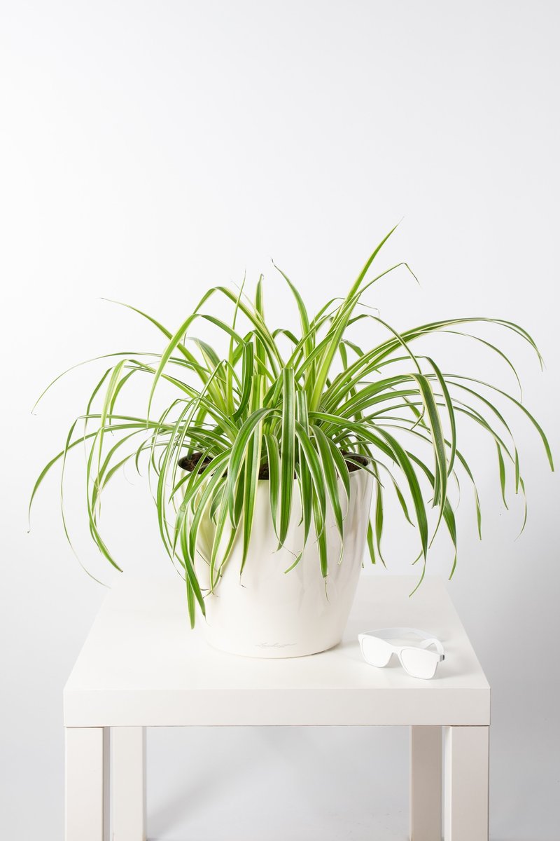 tanaman pembersih udara