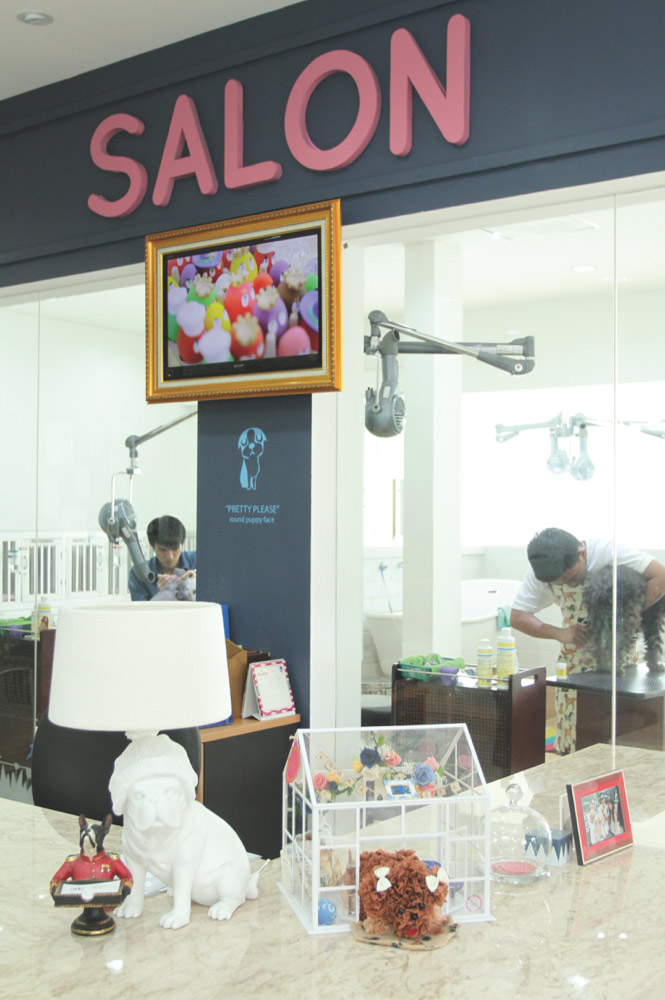 Rayakan International Dog Day & Manjakan Mereka di salon spa anjing kemang casa indonesia