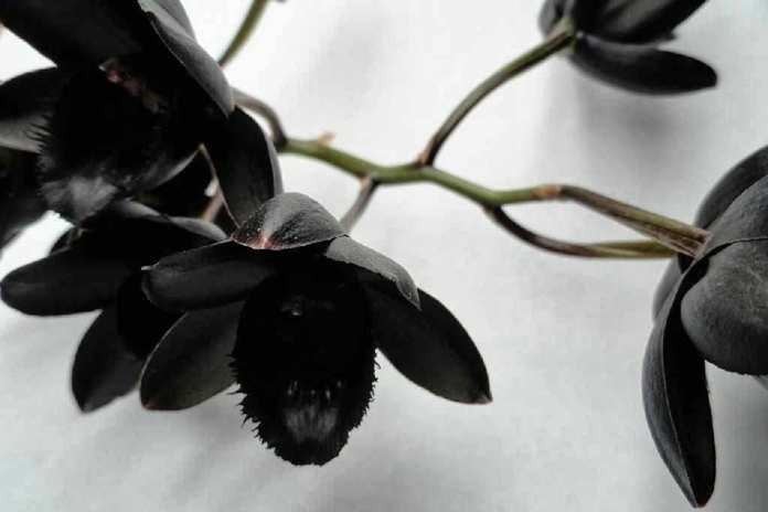 Jenis Anggrek Hitam